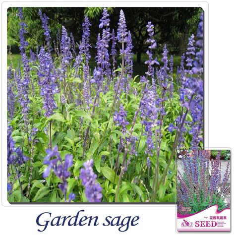 Buy 2 Get 1!(Can accumulate ) 1 Pack 30 Seed perennial blue garden sage seeds A156 Plant Terrace, Mexican Sage, Salvia Hispanica, Seed Pack, Seed Starting, Garden Flower, Ancient Cultures, Flower Plant, Garden Supplies