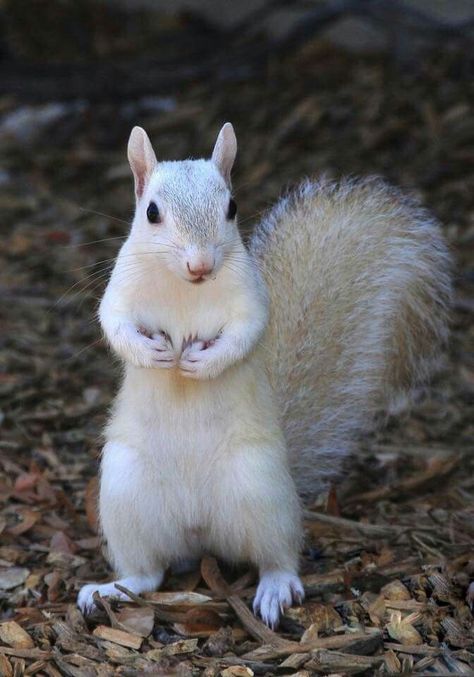 Rare Albino Animals, White Squirrel, Squirrel Pictures, Albino Animals, Cute Squirrel, Unusual Animals, Rare Animals, Save Animals, Cute Animal Pictures