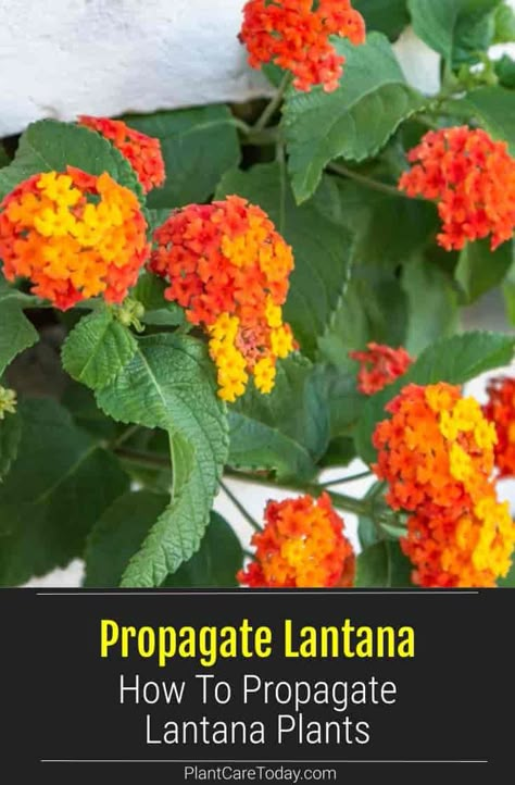 Saving Lantana Seeds, Growing Lantana From Seeds, How To Root Lantana, Harvesting Lantana Seeds, How To Propagate Lantana From Cuttings, Lantana Seeds, Propagate Lantana, Lantana Companion Plants, Lantana Propagation