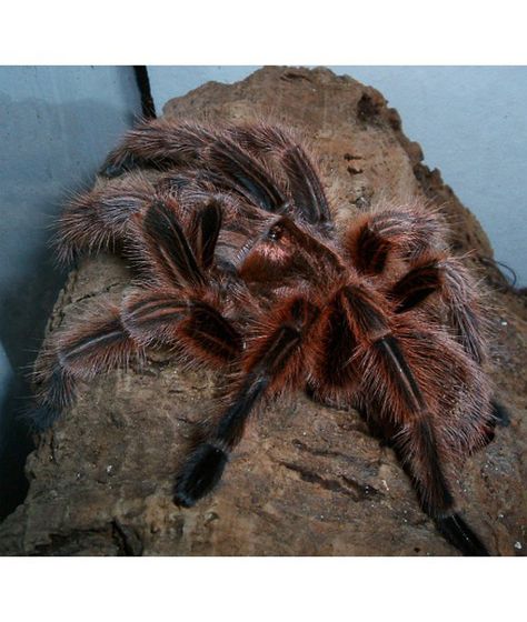 12 Alternative Pets CHILEAN ROSE-HAIRED TRANTULA Rose Hair Tarantula, Rose Tarantula, Pet Tarantula, Apartment Pet, Pet Spider, Russian Blue Cat, Creepy Crawlies, Arachnids, Rose Hair