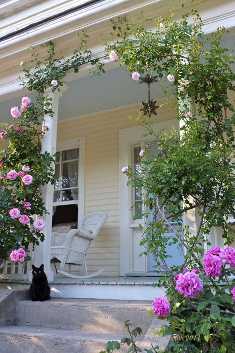 Rose Plant Care, Kim Smith, Rose Trellis, Side Porch, Front Yard Garden, Climbing Roses, House Landscape, Gloucester, Dream Garden