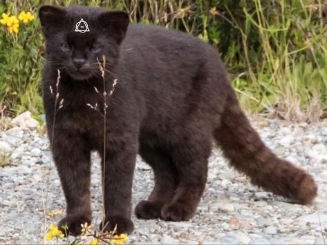 Pharaoh Cat Breed, Choco Biscuit, Animal Reference, Cat Reference, Animal References, Cat Pose, A Black Cat, Cat Pictures, Pretty Animals