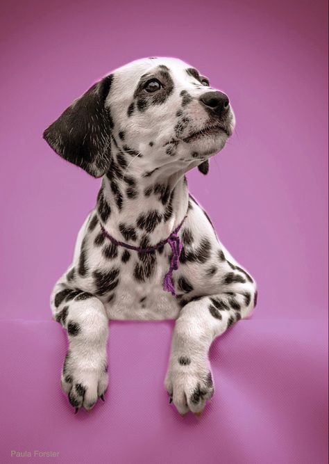 Dalmatian Puppy, Canine Companions, Dalmatian, Pet Dogs, Pretty In Pink, Puppies, Dogs, Pink, Animals