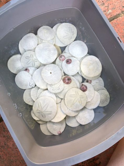 Sand Dollar Decor, Cleaning Sea Shells, Sand Dollar Crafts, Sand Dollar Craft, Scuba Vbs, Seashell Ideas, Refurbishing Furniture, Sand Dollar Ornament, Sea Shells Diy