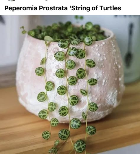 String Of Turtles, Plantas Interior, Plant Goals, Plants For Hanging Baskets, Plant Delivery, Big Plants, Deco Floral, Pretty Plants, Plant Mom