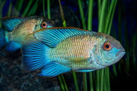 Electric Blue Acara: The Bright Blue Cichlid Ideal For Beginners Freshwater Sharks, Jewel Cichlid, American Cichlid, Ob Peacock Cichlid, Midas Cichlid, Fish Tropical, Cichlid Aquarium, Neon Tetra, Cichlid Fish