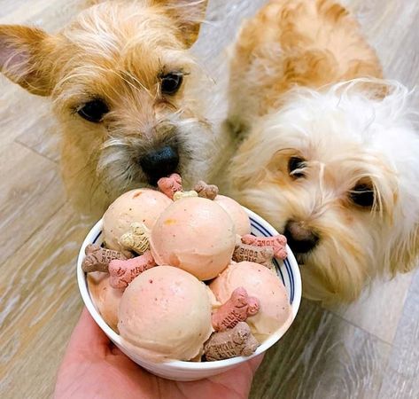 Ninja Creami Dog Ice Cream Recipes, Ninja Creami Dog Ice Cream, Puppy Ice Cream, Dog Ice Cream Recipe, Brittany Spaniel Dogs, Dog Ice Cream, Homemade Spaghetti Sauce, Ninja Recipes, Protein Ice Cream