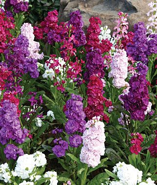 Flowers Stock Flowers, Stock Flower, Flowers Blooming, Garden Shrubs, Line Flower, Annual Flowers, Fragrant Flowers, Bedding Plants, Country Gardening