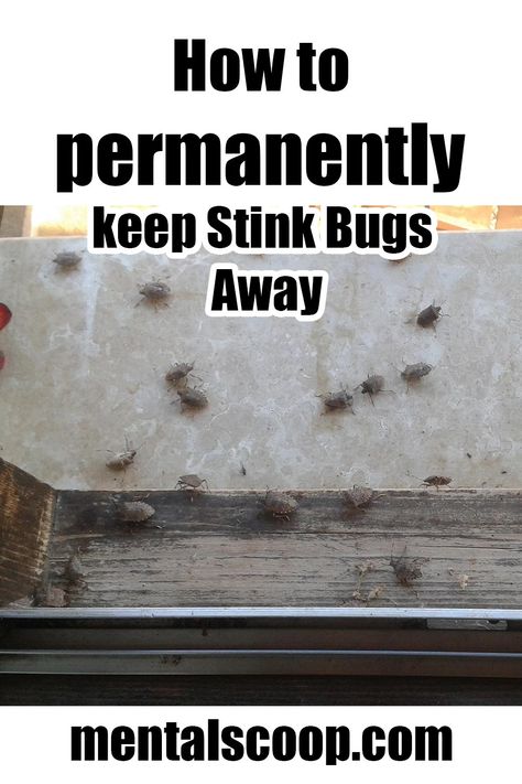 Stink Bugs In House, Stink Bug Spray, Stink Bug Repellent, Stink Bug Trap, Bug Deterrent, Bug Infestation, Bug Spray Recipe, Stink Bug, Bug Trap