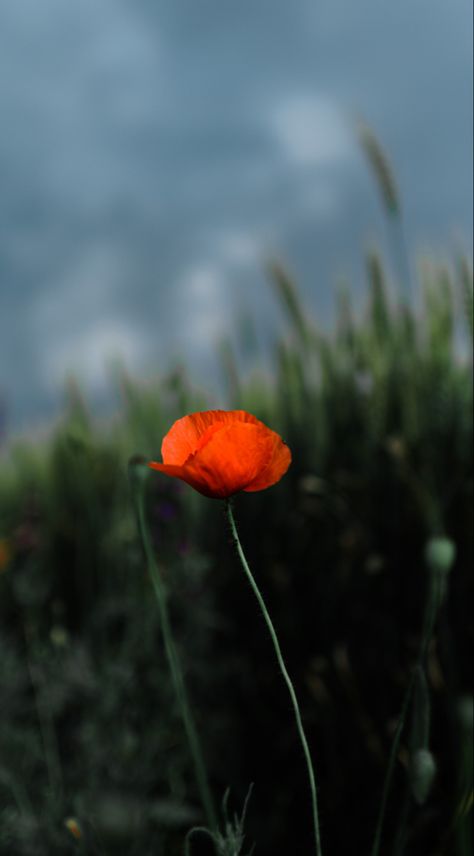 #poppy #flowers #aesthetic #wallpaper #nature Poppy Flower Aesthetic, Aesthetic Wallpaper Nature, Poppy Wallpaper, Funny Iphone Wallpaper, Flowers Aesthetic, Poppy Flowers, Wallpaper Nature, Autumn Landscape, Aesthetic Iphone