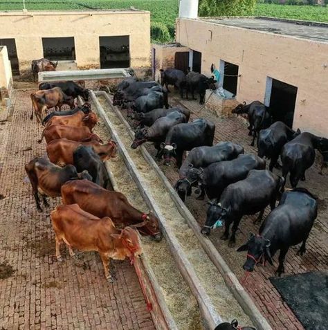 Small Cow Farm Design, Small Cow Shed Design, Cattle Barn Designs, Cow Shed Design, Raising Cows, Cattle Rearing, Cattle Barn, Small Cow, Goat House