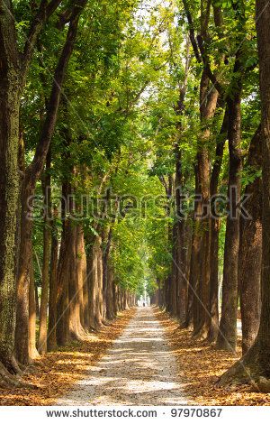 Lighting Tree Trail Classic Photography, Wood Backdrop, Printed Photo, Vinyl Backdrops, Photo Backdrops, Dirt Road, Printed Backdrops, Road Trip Usa, Photo Wallpaper