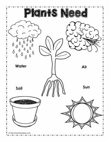 Plants Need Poster Plants Kindergarten, Plant Lessons, Plants Worksheets, Pre-k Science, Pre K Worksheets, Biology Worksheet, Plant Activities, Preschool Science Activities, Plant Life Cycle