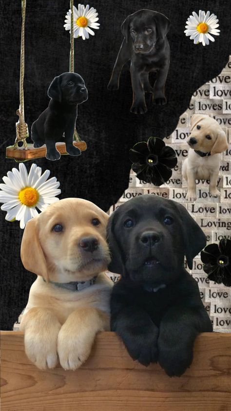 puppiesss #puppys #labrador #shuffle #collage Wenamechainasama Dog, Animal Collage Wallpaper, Dog Collage Wallpaper, Doberman Wallpaper, Pretty Widgets, Flip Wallpaper, Company Wallpaper, Shuffle Collage, Dog Wallpaper Iphone