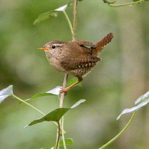 Jenny Wren, Carolina Wren, Hampshire England, Country Bedding, British Wildlife, Wildlife Photos, Cute Wild Animals, Bird Photography, Tattoo Inspo