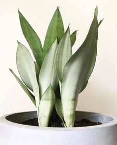 Moonshine Snake Plant, Moonshine Sansevieria, Sansevieria Moonshine, Snake Plant Varieties, Sansevieria Plant, Plant Goals, Plant Succulents, Snake Plants, Gothic Garden