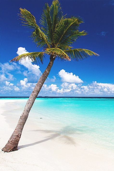 Tropical Beach Maldives, Velvet Rope, Maldives Beach, Clear Blue Water, Tropical Beaches, Big Island Hawaii, Beach Wallpaper, Beach Paradise, Beach Scene