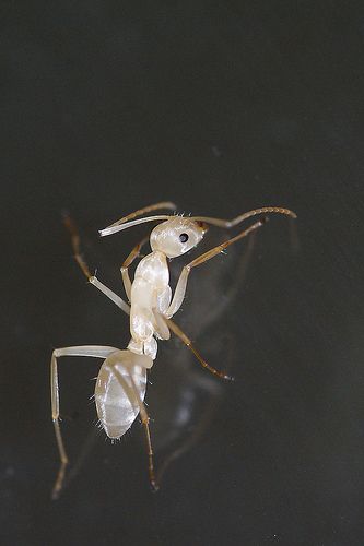 Ant      You are welcome to visit my Etsy shop http://www.etsy.com/shop/beautybuttons Melanistic Animals, Rare Albino Animals, White Animals, Albino Animals, Unusual Animals, Rare Animals, Arachnids, Amazing Animals, Weird Animals