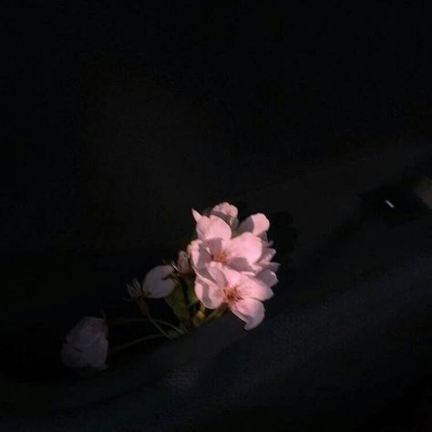 Aesthetics Pfp, Moonlight Aesthetic, Dark Room, In The Dark, The Story, Flowers, Pink, Black