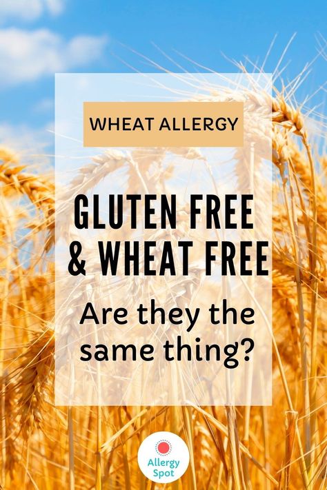 If you have a wheat allergy, you need to strictly avoid wheat in all forms. For people with coeliac disease, avoiding gluten is essential. Wheat contains gluten. So you might assume that it is safe for people with wheat allergy to rely on gluten free labels. This is usually true, but depending on where you live, not everything labelled as "gluten free" is safe for people with wheat allergies. Read about gluten free wheat ingredients including gluten free wheat starch. Wheat Allergy Symptoms, Gluten Free Croissant, Wheat Allergy, Gluten Free Kitchen, Coeliac Disease, Gluten Allergy, Going Gluten Free, Gluten Free Grains, Gluten Sensitivity