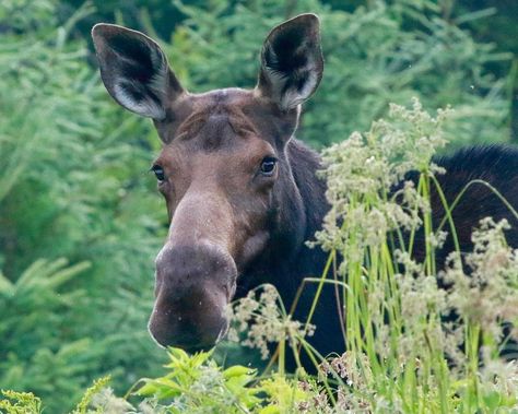 THE 5 BEST Moosehead Lake Nature & Wildlife Tours (Updated 2023) Greenville Maine, Where To See Moose In Maine, Things To Do In Maine, Moosehead Lake Maine, Montana Wildlife, Michigan Wildlife, Photos Of Nature, Okanogan-wenatchee National Forest, Mount Desert Island