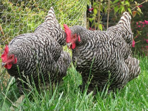 Plymouth Rock chicken - Wikipedia Barred Rock Chickens, Plymouth Rock Chicken, Best Egg Laying Chickens, Egg Laying Chickens, Types Of Chickens, Fonio, Plymouth Rock, Backyard Flocks, Chickens And Roosters