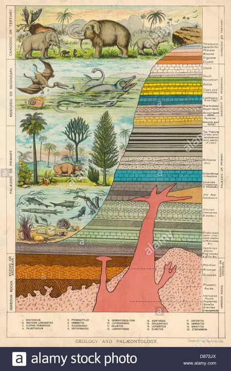 Geological Strata 19c Stock Photo Picture Library, Antique Prints, Art Plastique, Geology, Photographic Prints, Find Art, Fossil, Photographic Print, Fine Art Paper