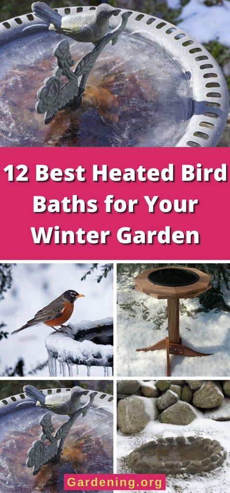 Winter Bird Bath Ideas, Bird Shelters For Winter, Birds Drinking Water, Plastic Bird Bath, Birds In Winter, Heated Bird Bath, Backyard Birds Watching, Backyard Habitat, Bird Fountain