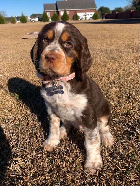 Liver tri roan English Springer spaniel English Springer Spaniel Puppy, English Spaniel, Springer Spaniel Puppies, Spaniel Breeds, Pointer Puppies, Spaniel Puppies, English Springer, English Springer Spaniel, Best Dog Breeds