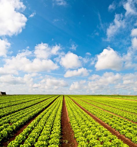 Agriculture Flyer, Farming Background, Farming Photography, Tom Lovell, Farming Land, Smart Farming, Deep Background, Agriculture Photography, Types Of Farming