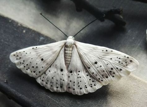 Brooches Moth white butterflies, polymer clay brooch handmade. ... £28.06 with p&p ... (2022/02/28) Polymer Clay Brooch, Clay Brooch, White Butterflies, Moth Art, Brooch Diy, Brooch Handmade, Ceramics Pottery Art, Pottery Sculpture, White Butterfly