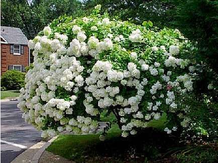 Hydrangea Paniculata Grandiflora, Pee Gee Hydrangea, Bobo Hydrangea, Hardy Hydrangea, Hydrangea Seeds, Hydrangea Tree, Hydrangea Landscaping, Hydrangea Shrub, Hydrangea Quercifolia