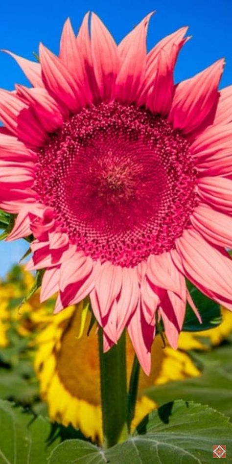 Transform your garden with Midnight Oil pink sunflowers! These rare and beautiful blooms add a touch of whimsy to any outdoor space. Ideal for adding color and character, Midnight Oil sunflowers are perfect for enhancing your landscape with soft, charming flowers. Save this pin to add these unique pink sunflowers to your garden decor. Creative Landscaping, Midnight Oil, Pink Sunflowers, Hydrangea Care, Sustainable Gardening, Yellow Sunflowers, Sunflower Garden, Thriving Garden, Indoor Plant Care