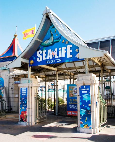 Brighton Station, Sea Life Centre, Sealife Centre Birmingham, Brighton Marina, Brighton Palace Pier, Species Of Sharks, 2024 Travel, Brighton Beach, London Places