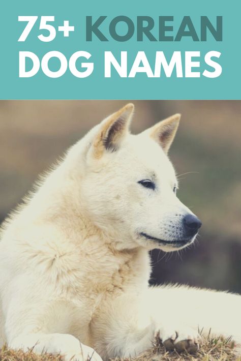 Read our very favorite Korean dog names for pups and newly adopted dogs! #dognames #puppynames #names #koreannames Korean Dog Names, Male Dog Names Unique, Pet Names For Dogs, Puppies Names Female, Dogs Names List, Asian Dogs, Jindo Dog, Names Male