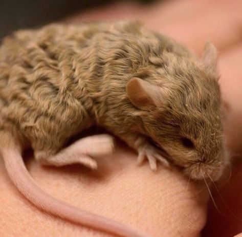 Curly Haired Mice, Curly Rat, Curly Mice, Curly Mouse, Brown Rat, Fancy Mouse, Baby Rats, Guinea Pig Bedding, Pet Mice