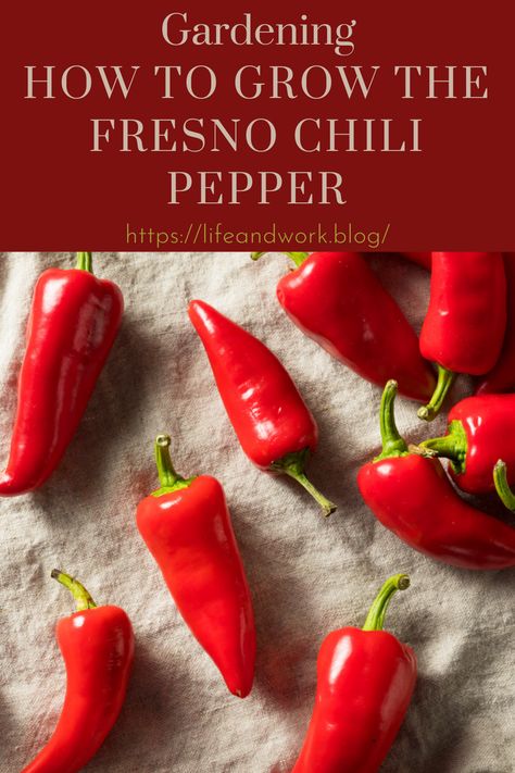 How to Grow the Fresno Chili Pepper Garden And Yard Fresno Chili Peppers, Pepper Garden, Fresno Peppers, Fresno Chili, Growing Peppers, Red Jalapeno, Capsicum Annuum, Chile Pepper, Pepper Plants