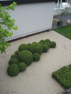 Boxwood Garden, Topiary Garden, Have Inspiration, Formal Gardens, Modern Landscaping, Small Gardens, Garden Spaces, Front Garden, Modern Garden