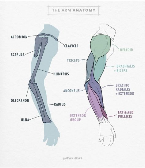 Arm Anatomy Drawing, Anatomy Arms, Arm Anatomy, 남성 근육, Human Muscle Anatomy, Arm Bones, Anatomy Practice, Anatomy Studies, Anatomy Tutorial