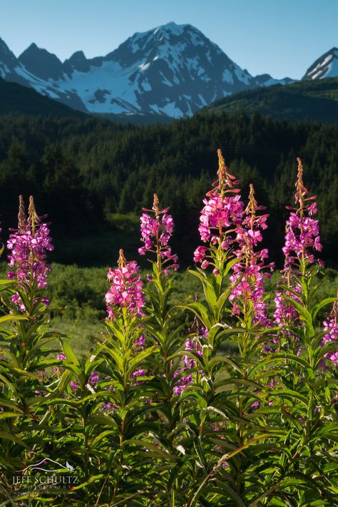 Alaskan Aesthetic, Alaska Summer Aesthetic, Alaska Aesthetic Summer, Alaskan Photography, Heaven Landscape, Alaskan Flowers, Fireweed Flower, Alaska Flowers, Flowers In The Mountains