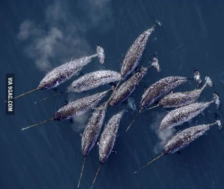 Narwhals - 9GAG Swimming In The Ocean, Water Life, Marine Mammals, Narwhal, Ocean Creatures, Ocean Animals, In The Ocean, Sea World, Underwater World