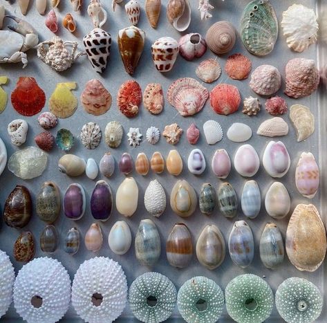 Songcord Ideas, Rock Collection Storage, Aesthetic Seashells, Pretty Shells, Fish Aesthetic, Seashells Photography, Beach Room Decor, Real Mermaids, Beach Room