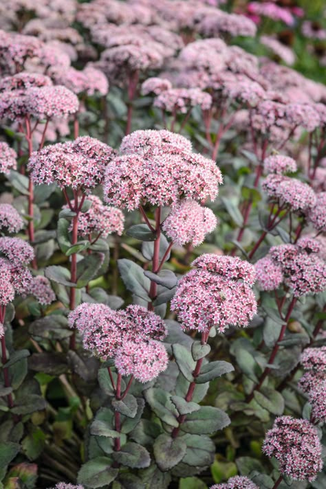 Sedum Garden, Mediterranean Garden Design, Sedum Plant, Naturalistic Garden, Prairie Planting, Piet Oudolf, Prairie Garden, Deer Resistant Plants, Meadow Garden