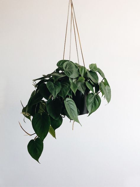 How To Care For a Pothos Plant - Crystal Holliday with The Holliday Collective Plant Quotes, Hanging House, Hanging Plants Diy, Heart Leaf Philodendron, Pothos Plant, Best Indoor Plants, Plants Decor, Bathroom Plants, Houseplants Indoor