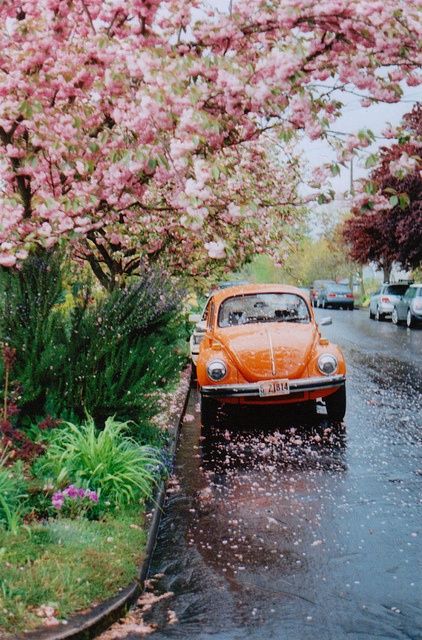 spring rain Sandakan, Vw Vintage, Spring Rain, Bohol, 수채화 그림, Volkswagen Bus, Vw Bug, Pretty Pictures, Rainy Day