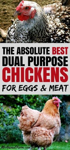 Dual Purpose Chickens, Chicken Breeds For Eggs, Urban Chicken Farming, Best Egg Laying Chickens, Meat Birds, Egg Laying Chickens, Urban Chickens, Raising Backyard Chickens, Keeping Chickens