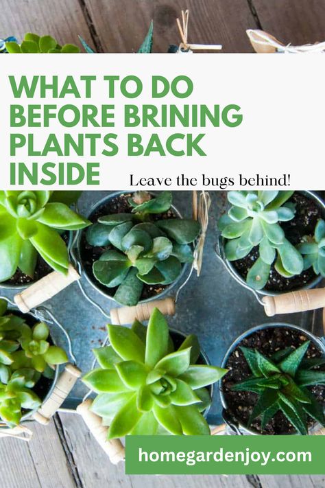 Winterizing Plants Outdoor, Indoor Plant Garden, Moving Plants, Outside Plants, Growing Plants Indoors, Organic Gardening Tips, House Plant Care, Home Landscaping, Garden Yard Ideas