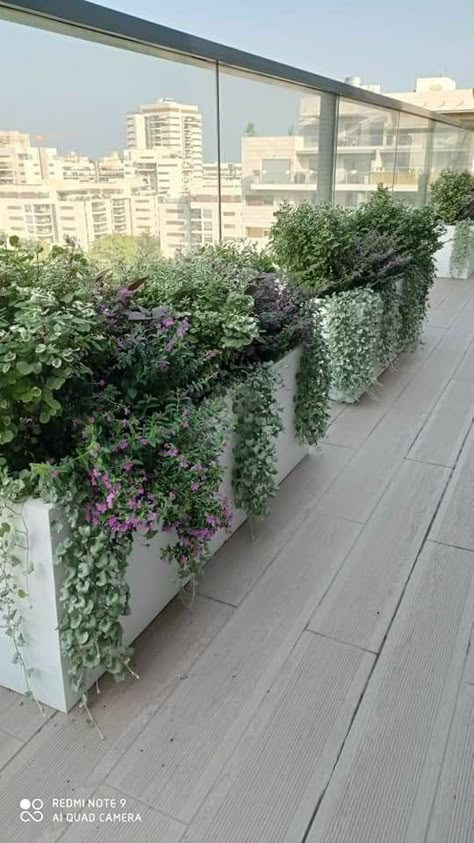 Rooftop Planters, Minimalist Lighting Design, Garden Sitting Areas, Terrace Garden Design, Garden Pavilion, Balcony Plants, Weeping Willow, Minimalist Lighting, Outdoor Gardens Design