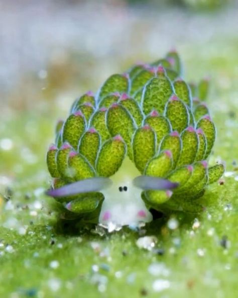 Leaf Sheep, Energy From The Sun, Sea Explorer, Cartoon Sheep, Sea Slugs, Sea Snail, Sea Slug, Beautiful Sea Creatures, The Leaf