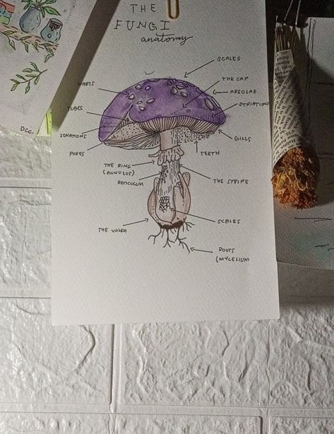 Mushroom Anatomy Drawing, Fungi Anatomy, Mushroom Anatomy, Fairy Cosplay, Drawing Styles, Mushroom Fairy, Anatomy Sketches, Animal Science, Easy Art